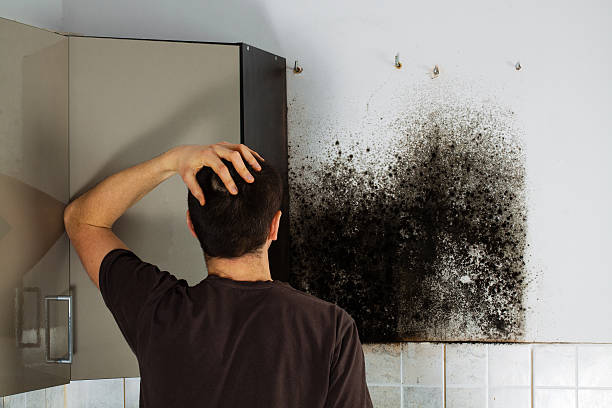 Mold Odor Removal Services in Loma Linda, CA